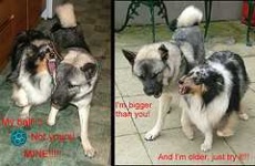 image of norwegian_elkhound #5