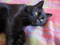 image of animal