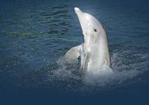 image of animal