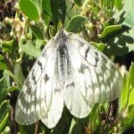 image of animal