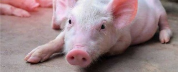 image of pig