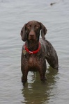 image of animal