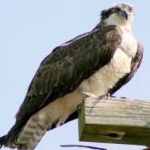image of bird
