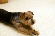 image of norfolk_terrier #19