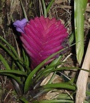image of flower