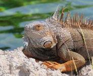 image of common_iguana