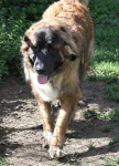 image of animal