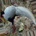 image of bird
