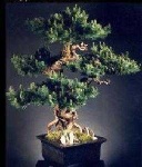 image of tree