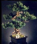 image of bonsai #10