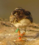 image of ruddy_turnstone