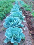 image of head_cabbage