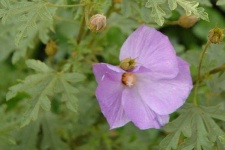 image of flower