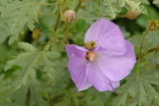 image of pelargonium #8