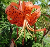 image of flower