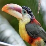 image of bird