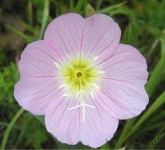 image of flower