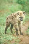 image of hyena