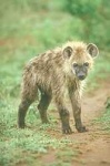 image of hyena #28