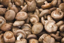 image of mushroom