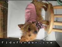 image of norwich_terrier