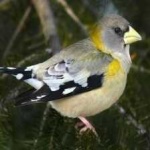 image of bird