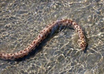 image of water_snake