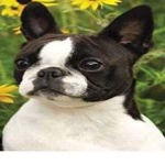 image of animal