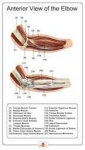 image of human_body_parts