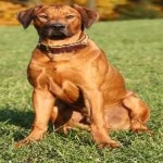 image of animal