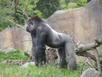 image of gorilla