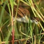 image of bird