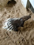 image of porcupine