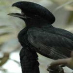 image of bird