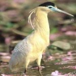 image of bird