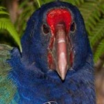 image of bird