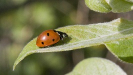 image of ladybugs #47