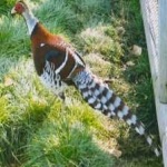 image of bird