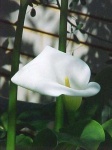 image of giant_white_arum_lily #13