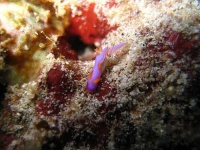 image of sea_slug #22