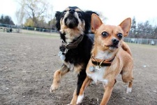 image of chihuahua