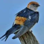 image of bird