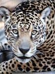 image of jaguar_car