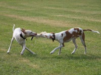 image of ibizan_hound