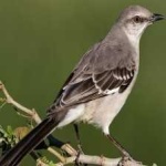 image of bird