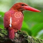 image of bird