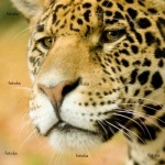 image of jaguar
