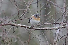 image of brambling