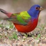 image of bird