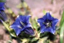 image of flower